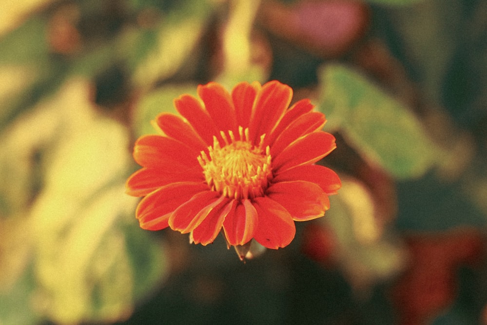 a close up of a flower