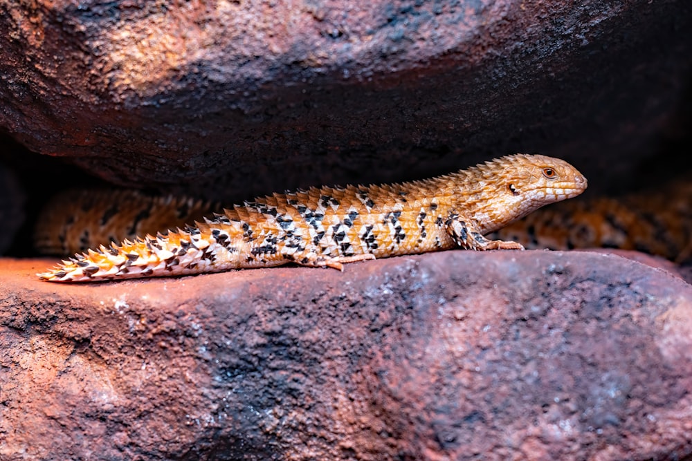 a lizard on a rock