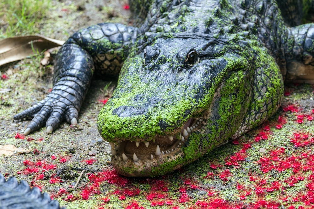 a crocodile with its mouth open