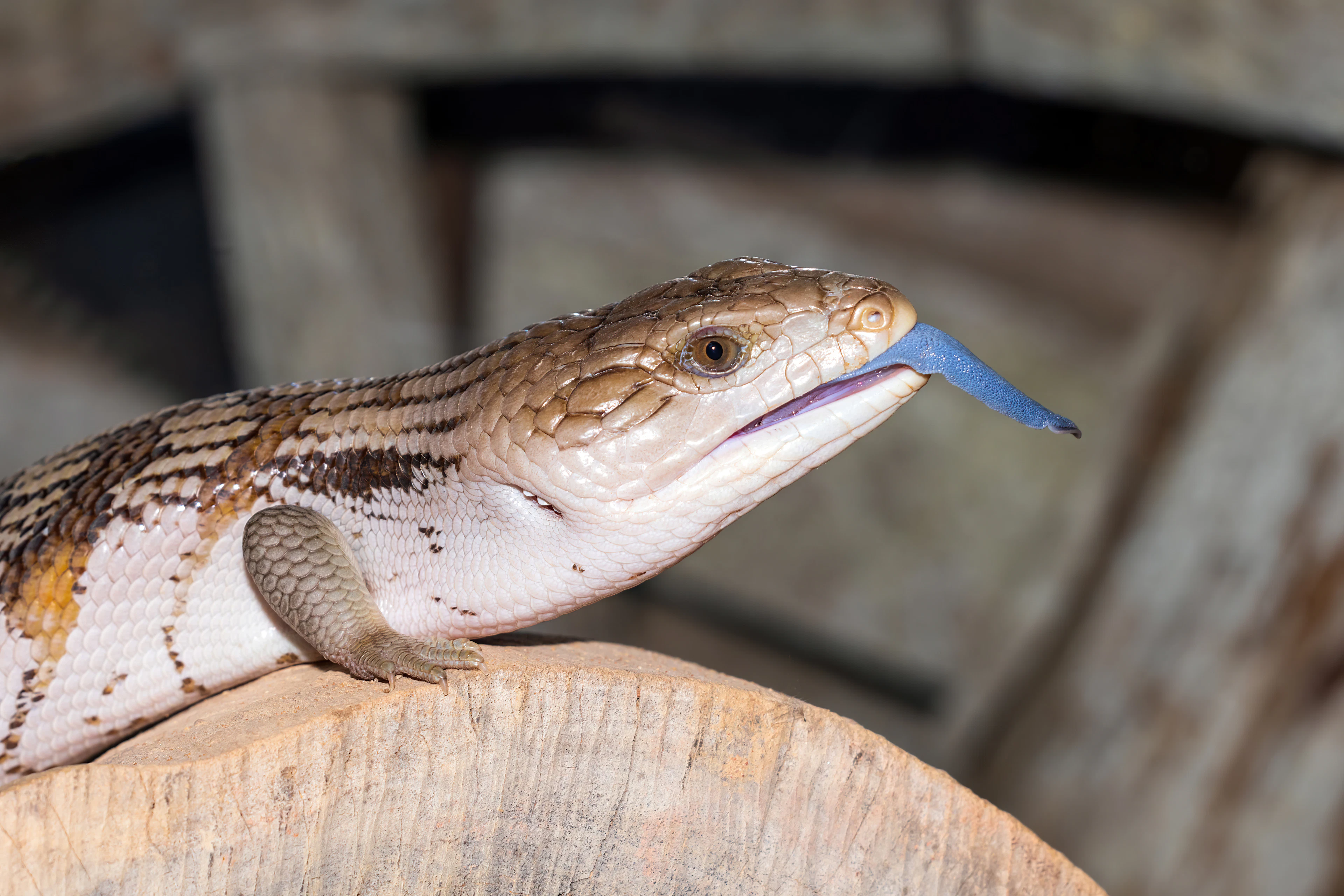 Blue-tongued skink showing its tongue