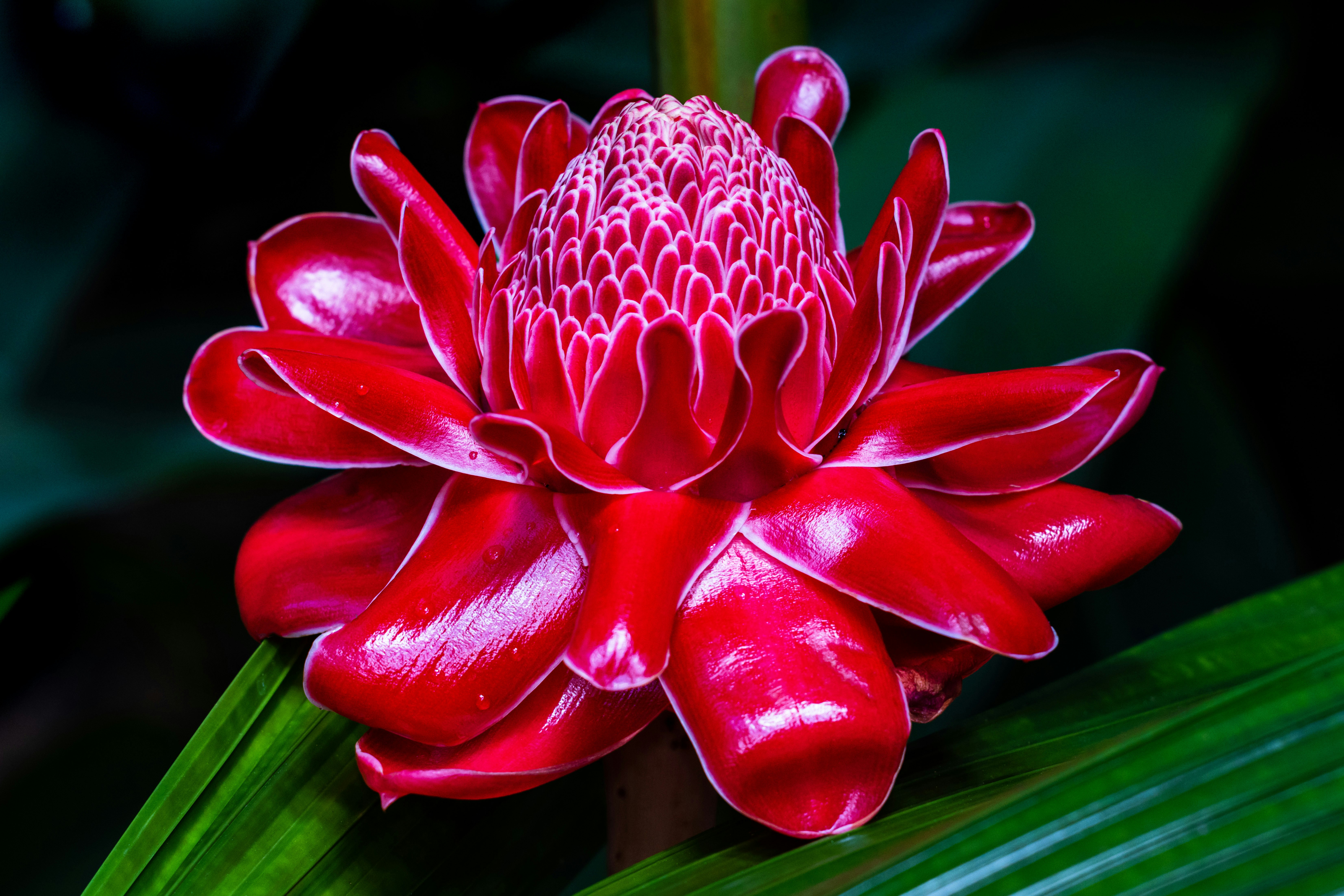 a red flower with green leaves