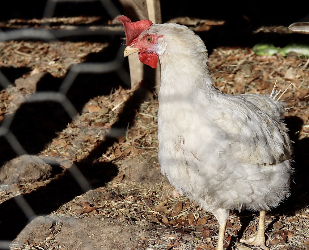 un pollo blanco parado sobre la tierra