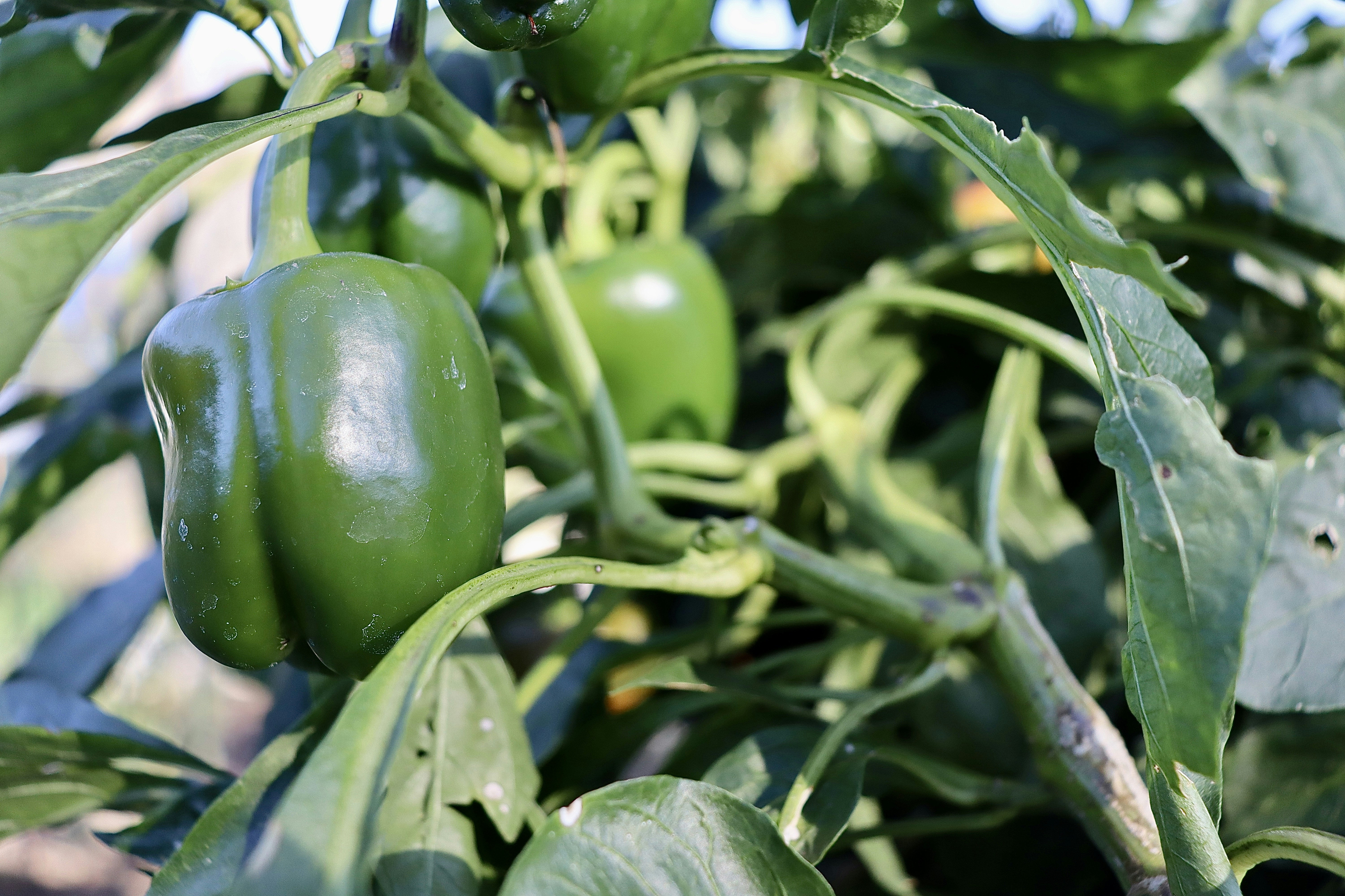 a green pepper on a plant