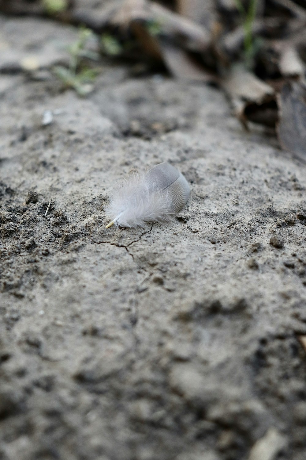 a small white bird on the ground