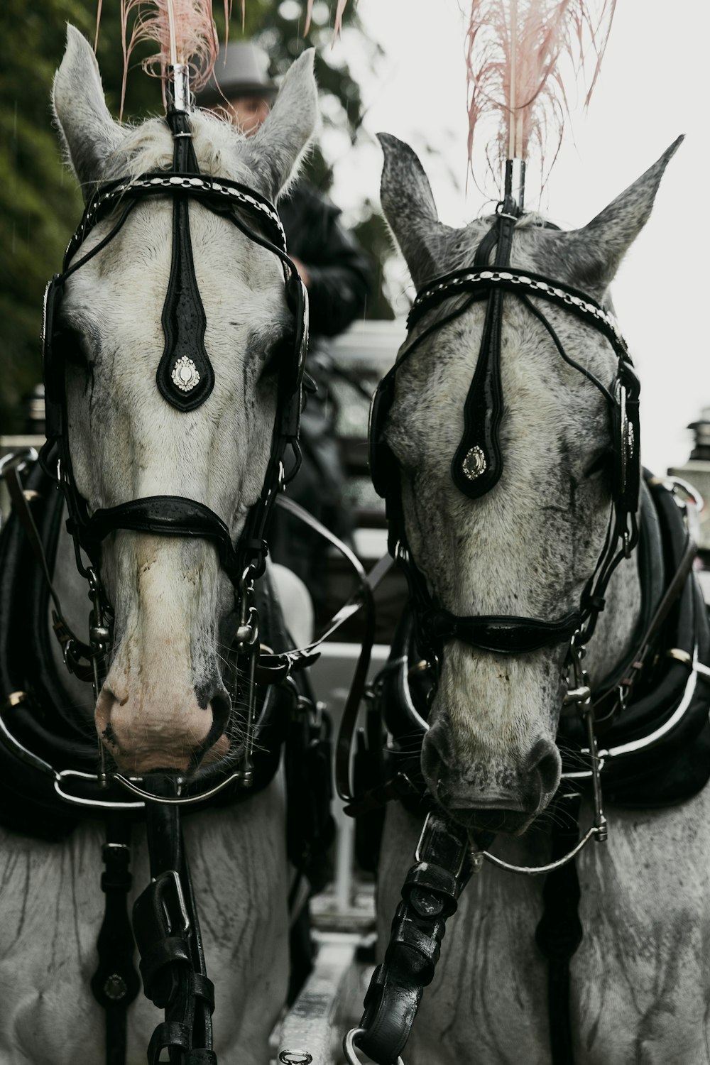 a couple of horses wearing harnesses