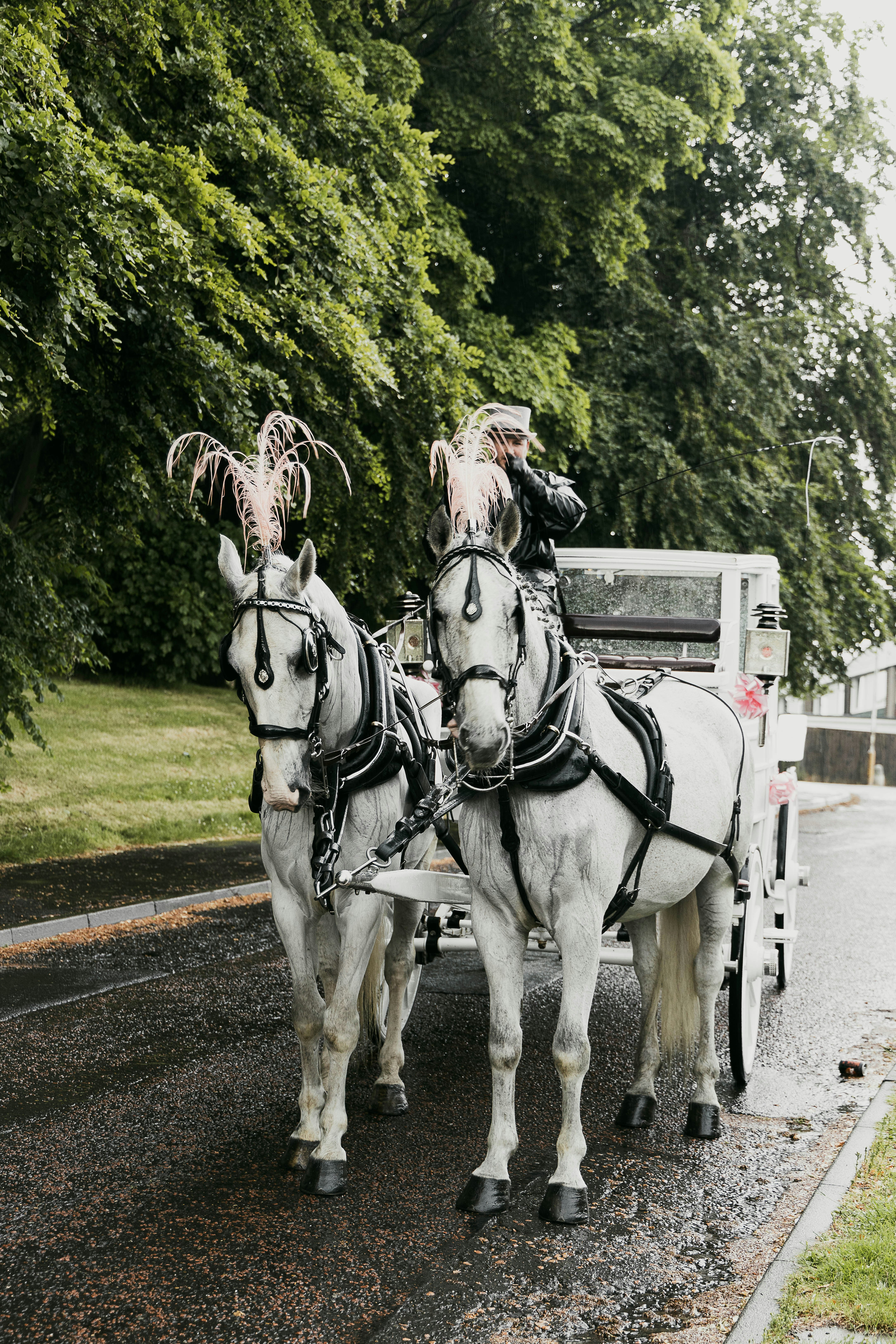 a couple of men riding a horse carriage