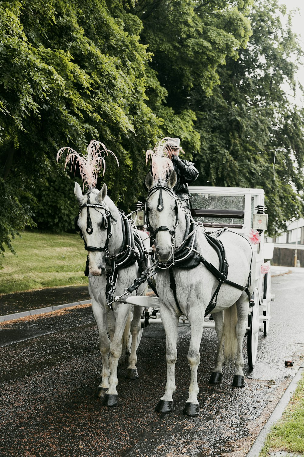 a couple of men riding a horse carriage