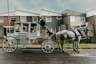 A white horse-drawn carriage with two passengers is being guided by a coachman down a suburban street. The carriage is adorned with pink decorations, and the horses are wearing bridles with pink plumes. In the background are uniform townhouses with brick and siding exteriors.