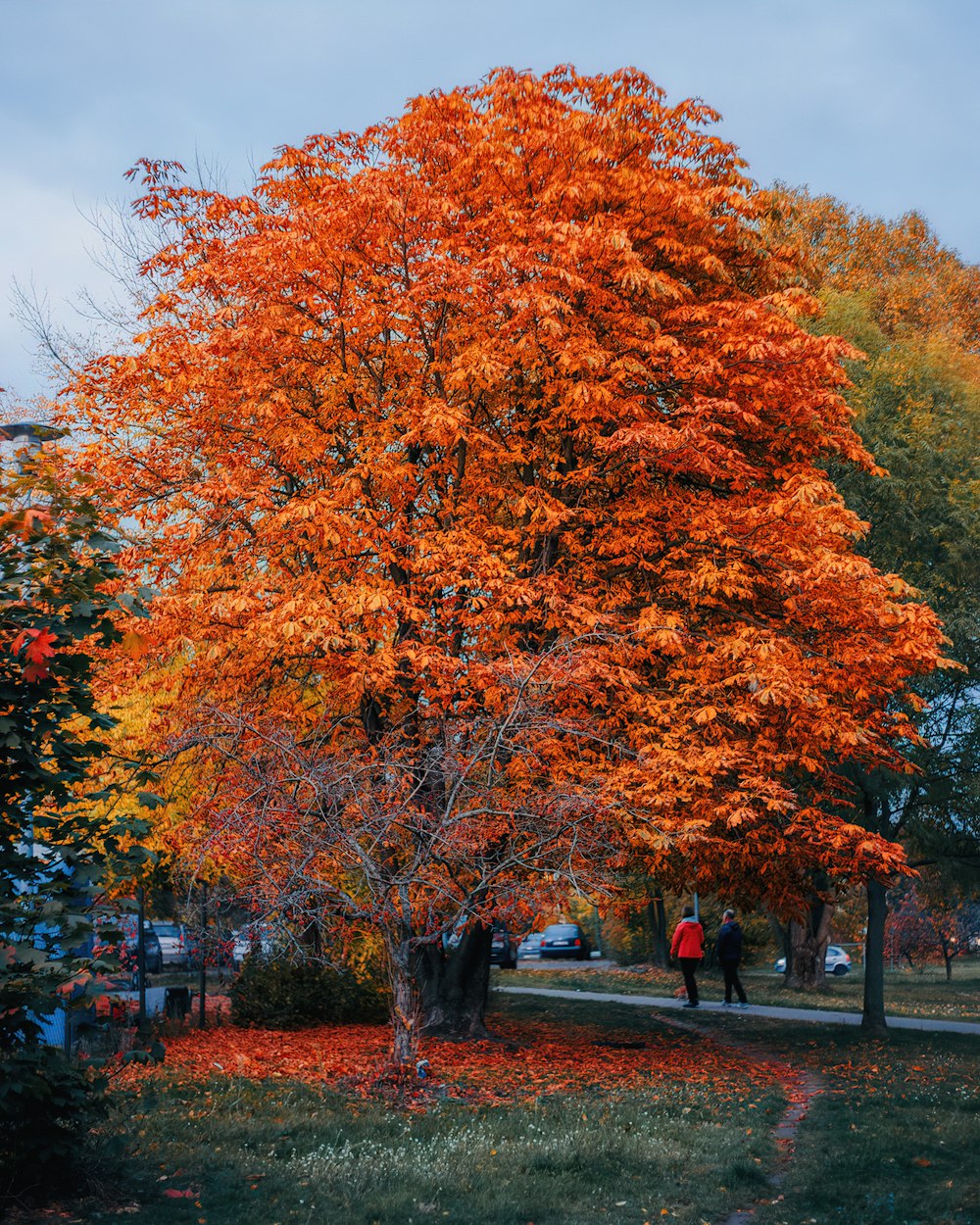 Un gruppo di alberi con foglie arancioni foto – Albero Immagine gratuita su  Unsplash