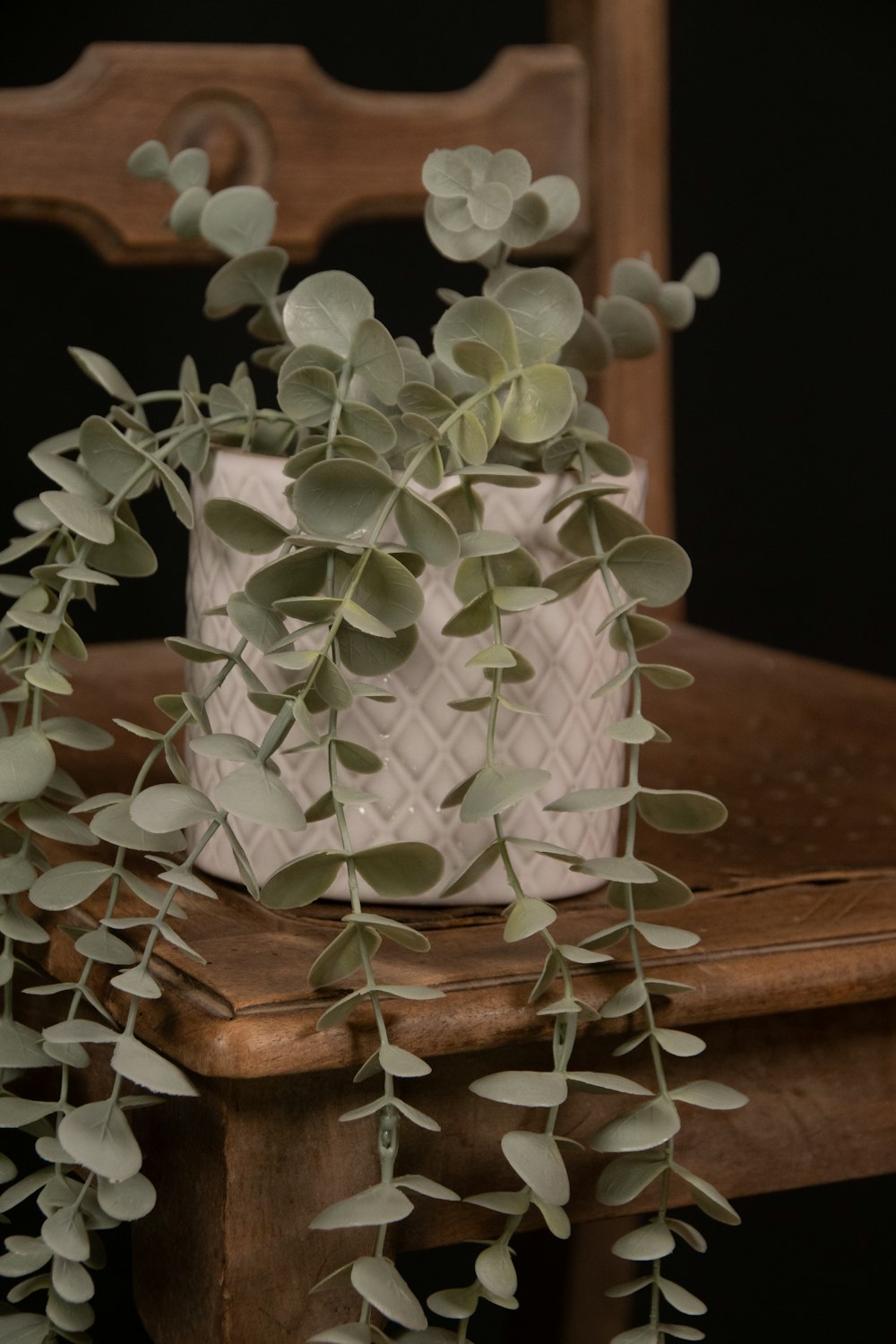 a plant with white flowers