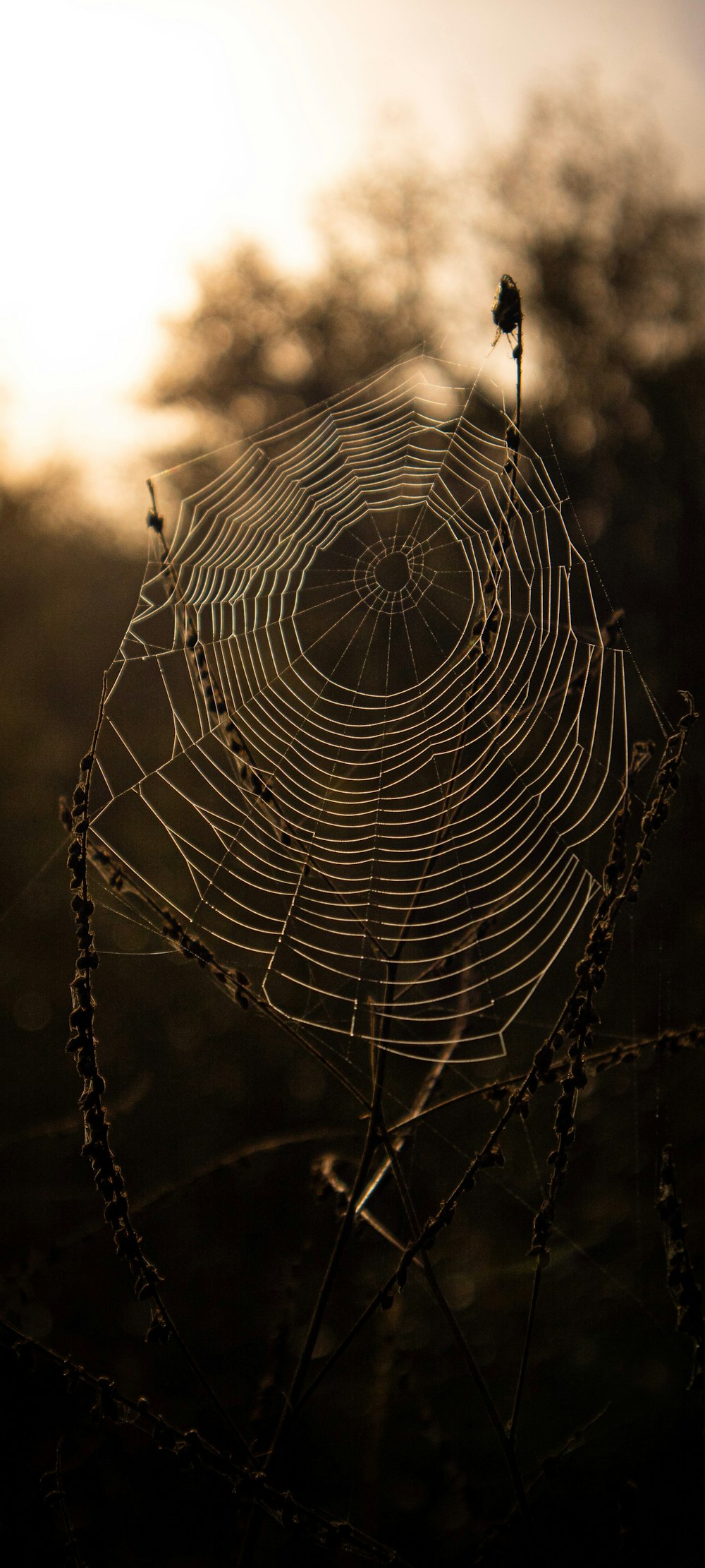 a large spider web