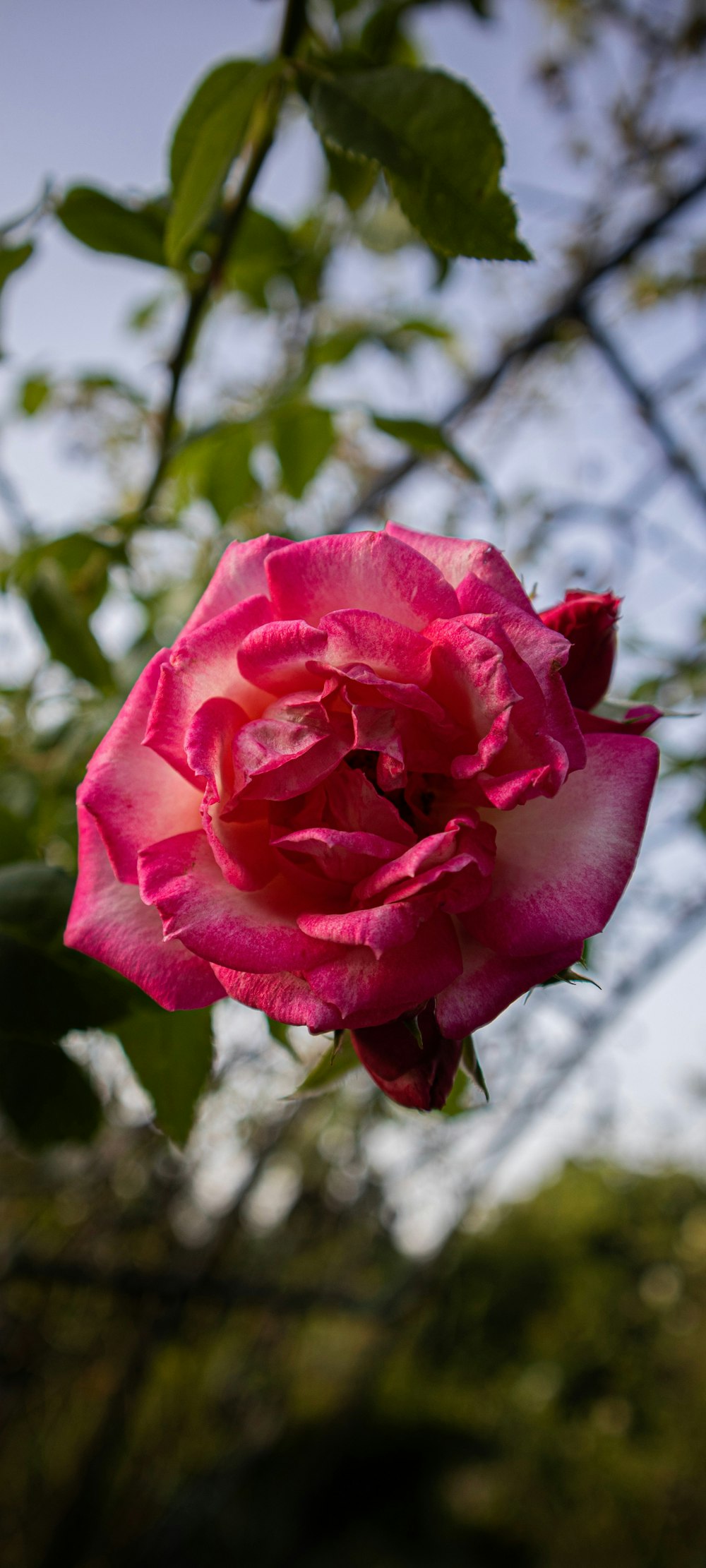 a close up of a flower