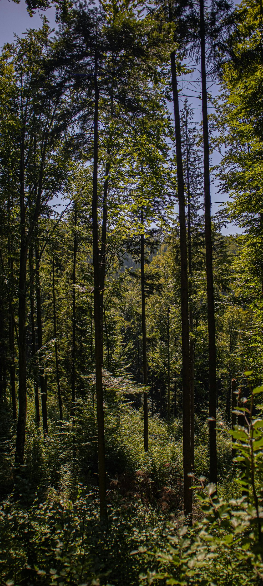 a forest of trees