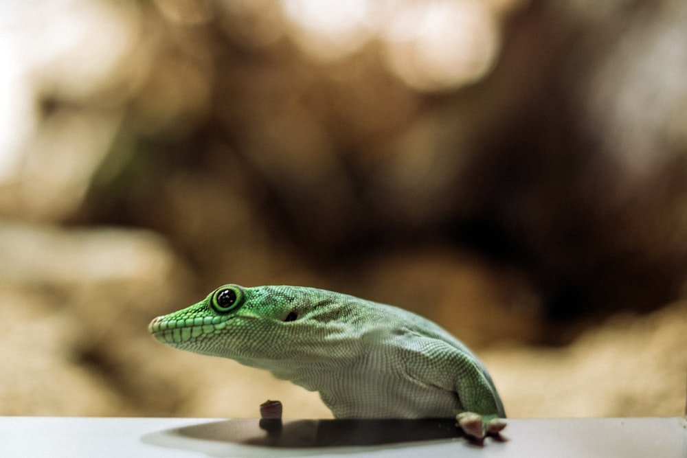 a green lizard on a table