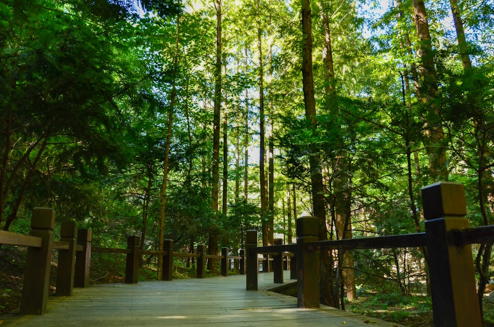 a wooden walkway through a forest