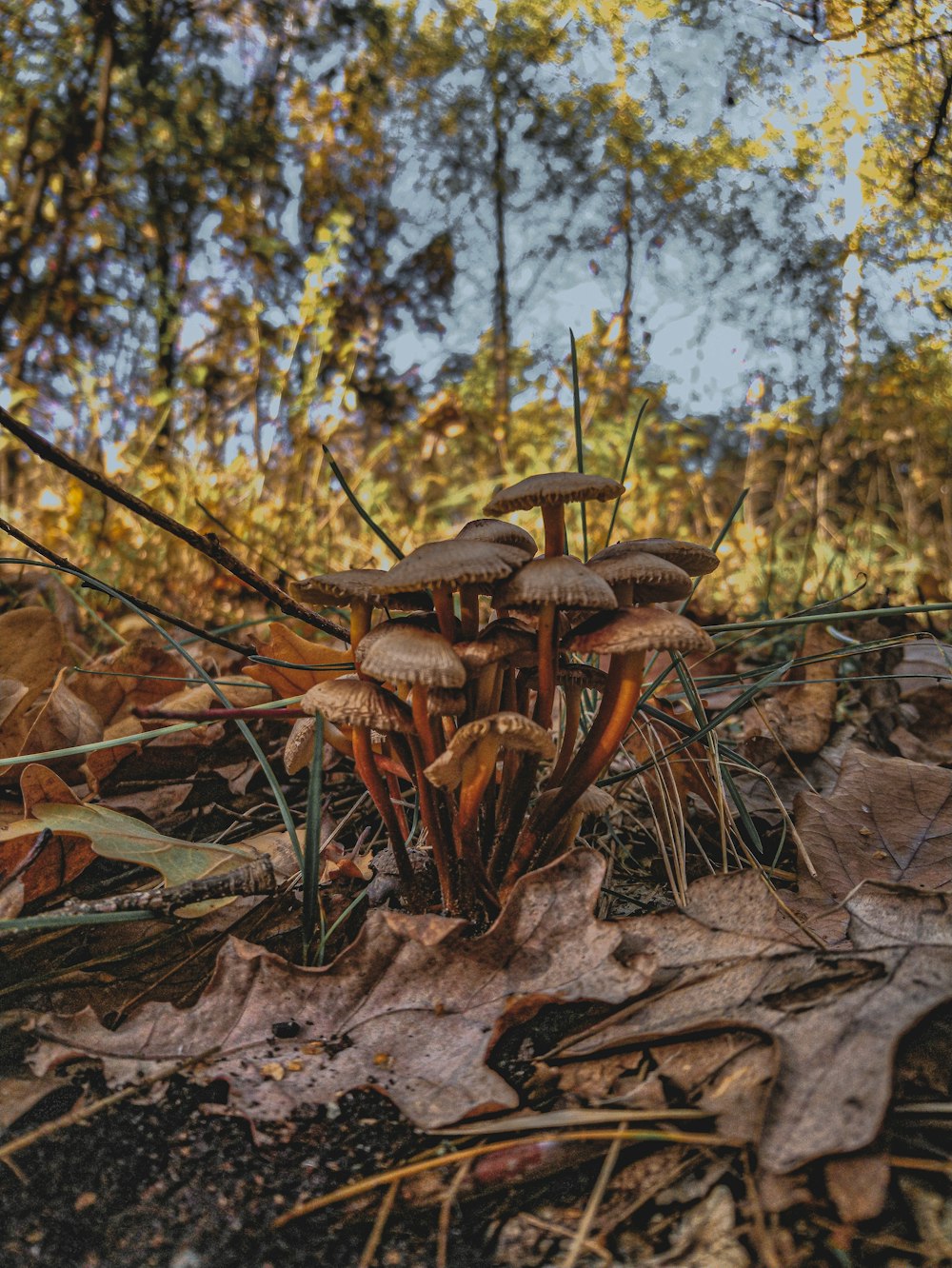 a group of mushrooms growing on a log in the woods