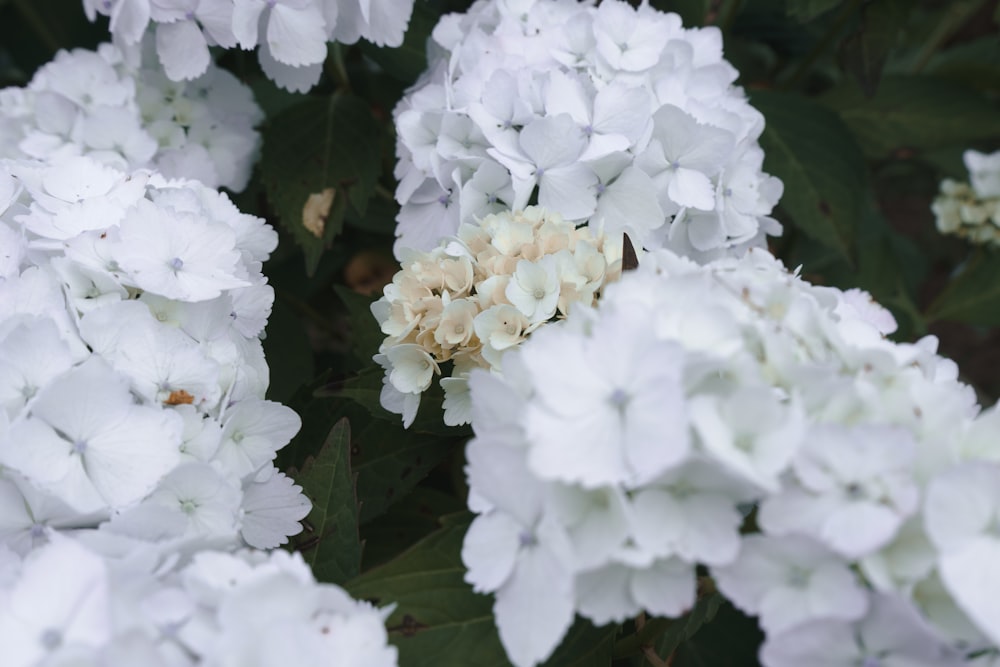 un groupe de fleurs blanches