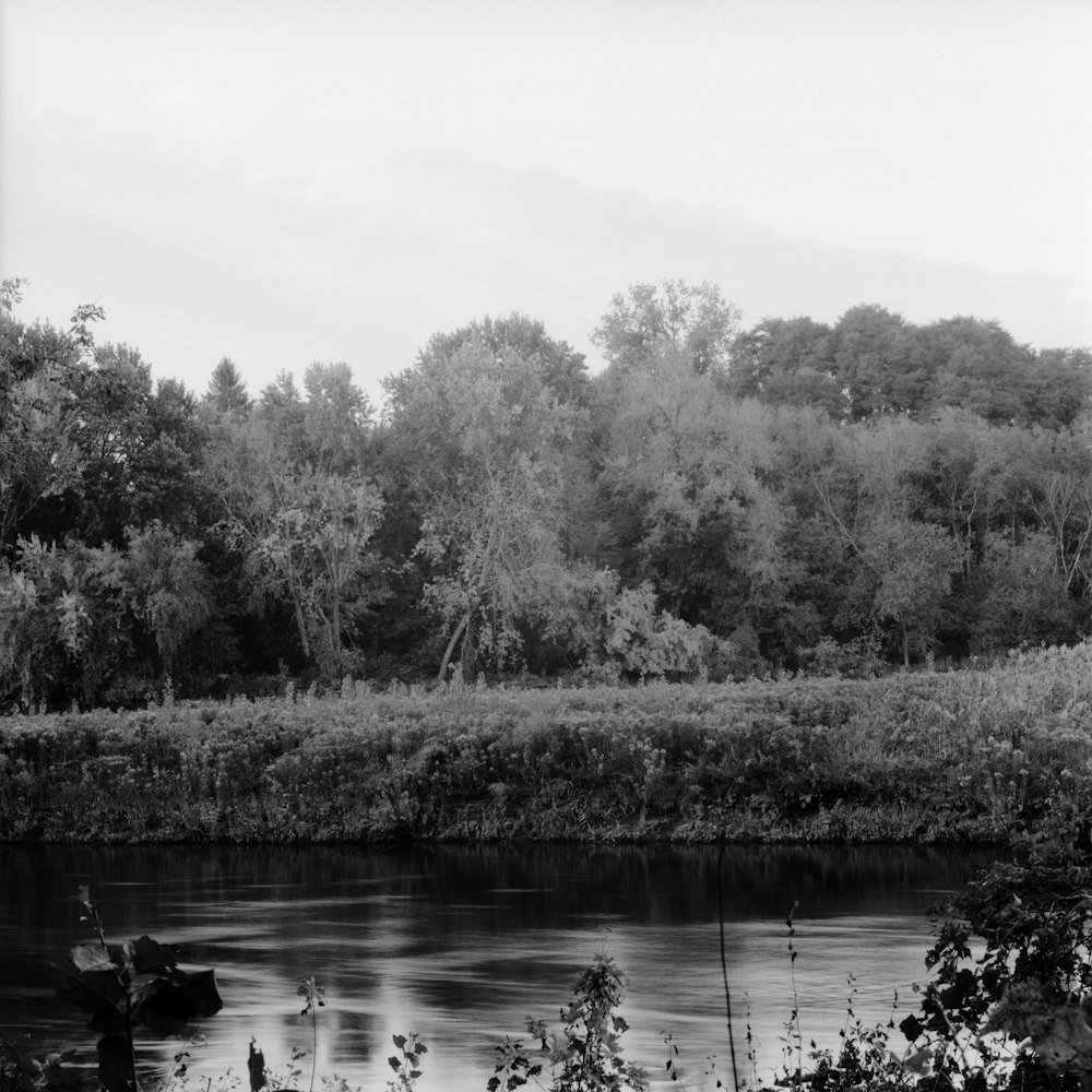 a lake with trees around it