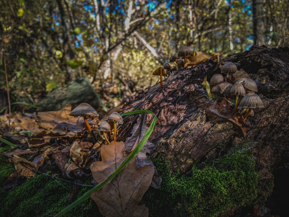 a group of mushrooms growing on a log in the woods