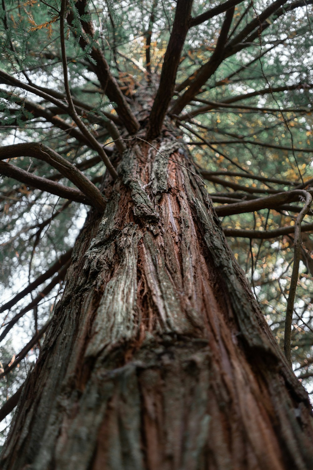 a tree with many branches