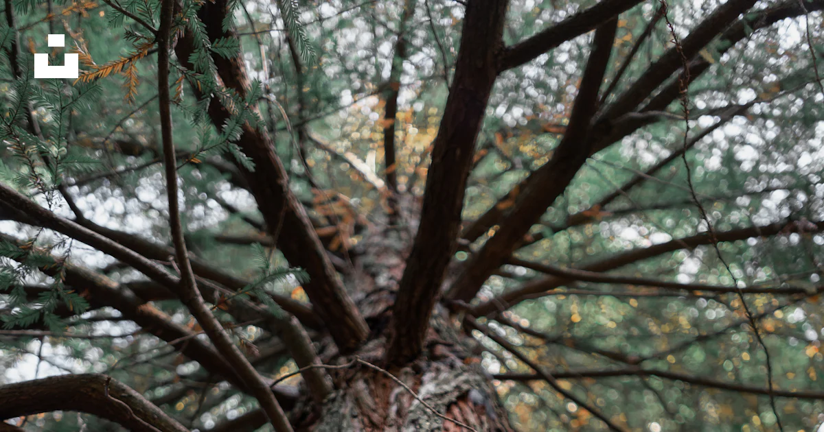 Un árbol con muchas ramas foto – Imagen de Planta gratuita en Unsplash