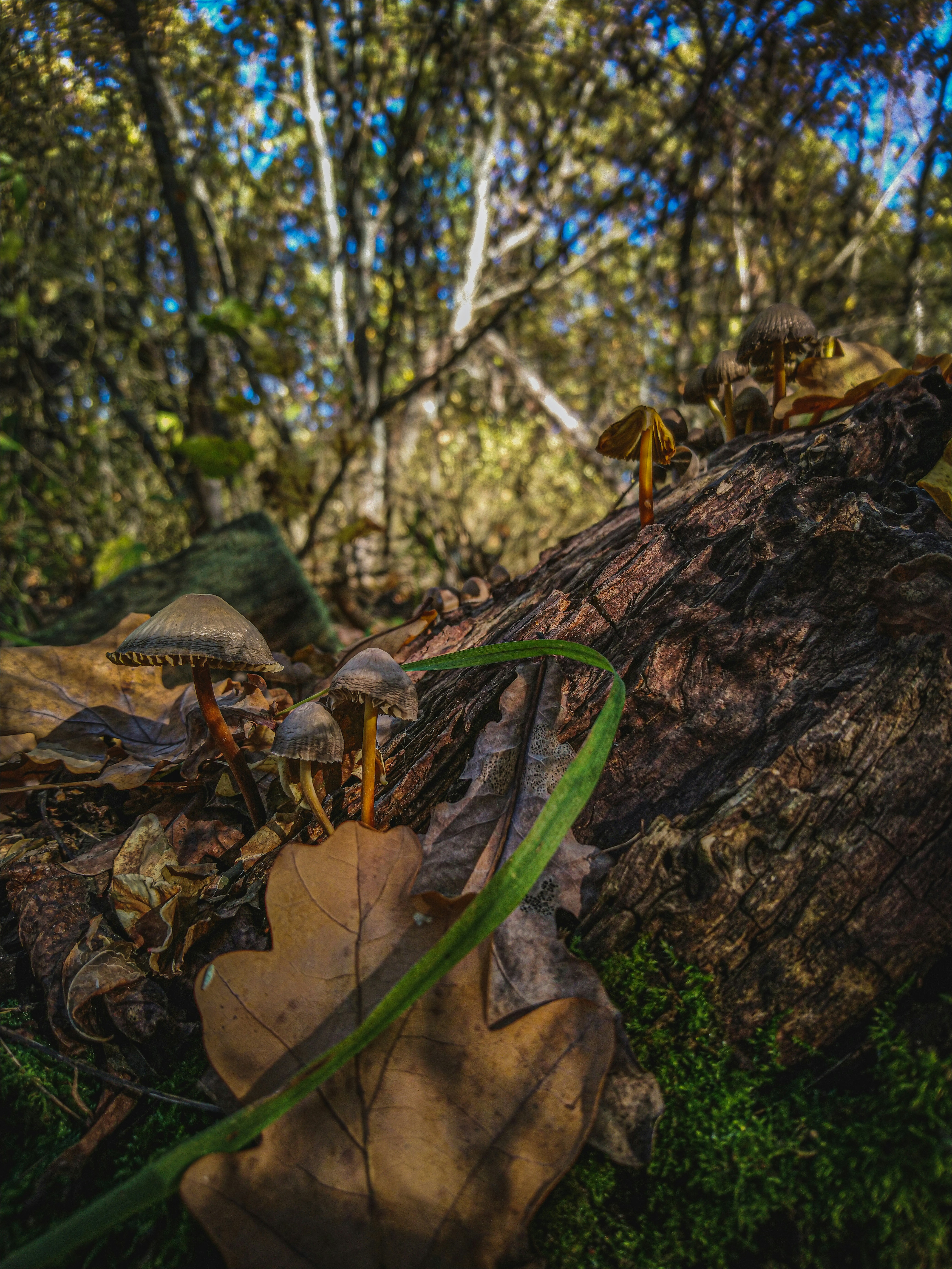 Foto Un grupo de personas trepando a un árbol Imagen Bosque gratis en