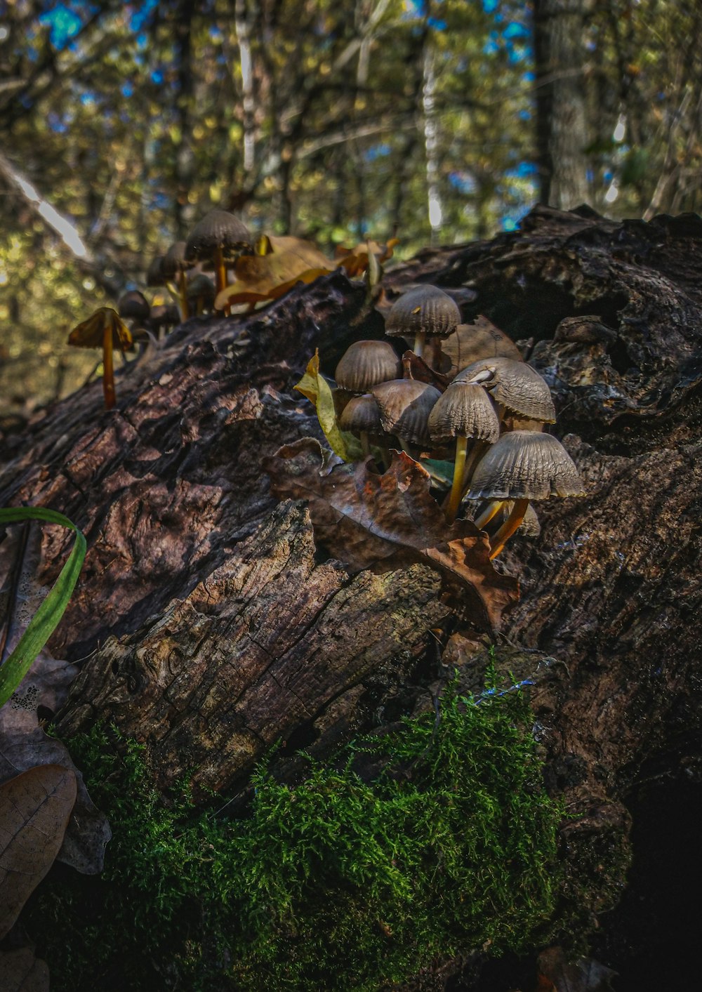 mushrooms growing on a tree