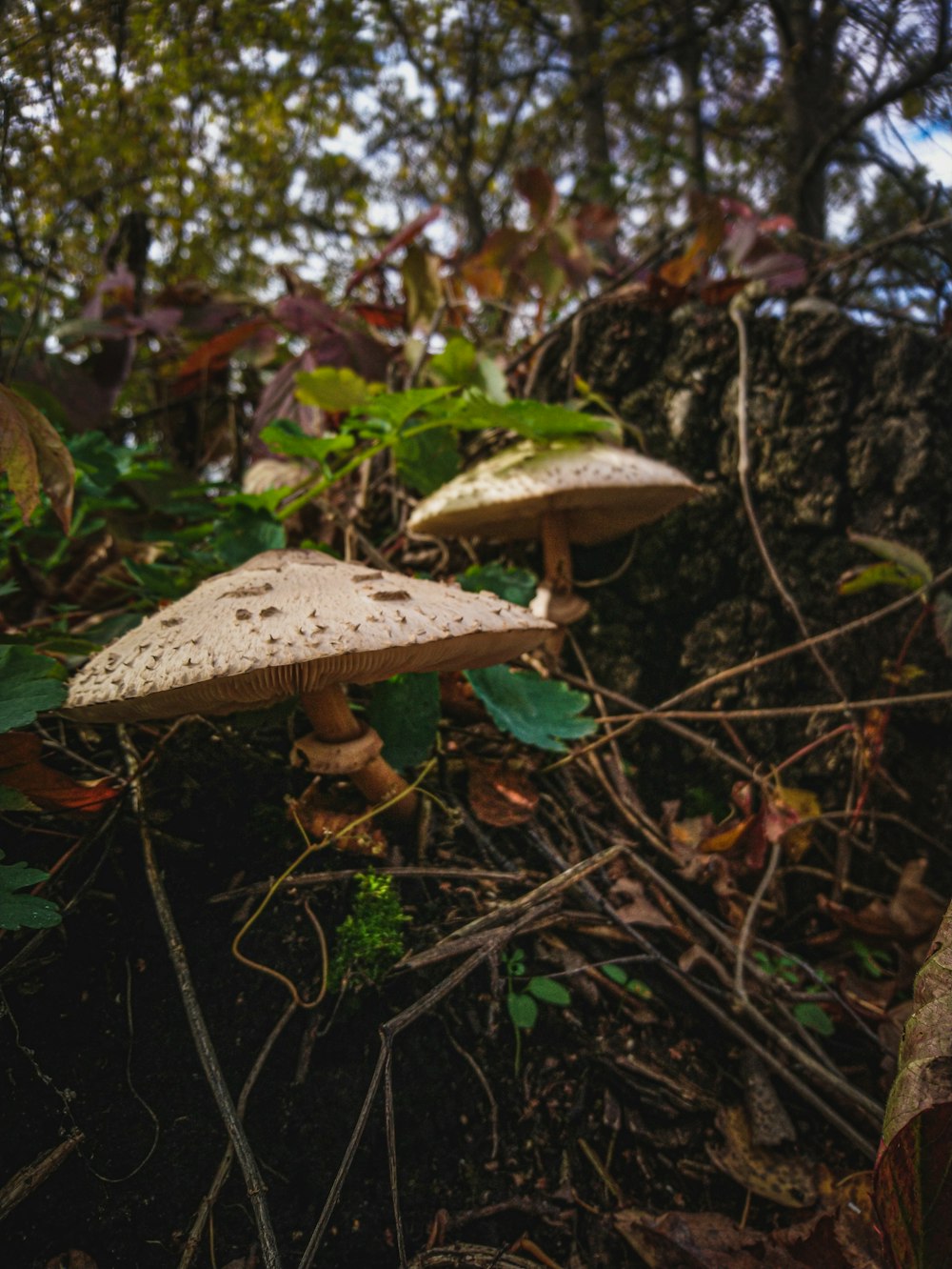 a mushroom growing in a forest