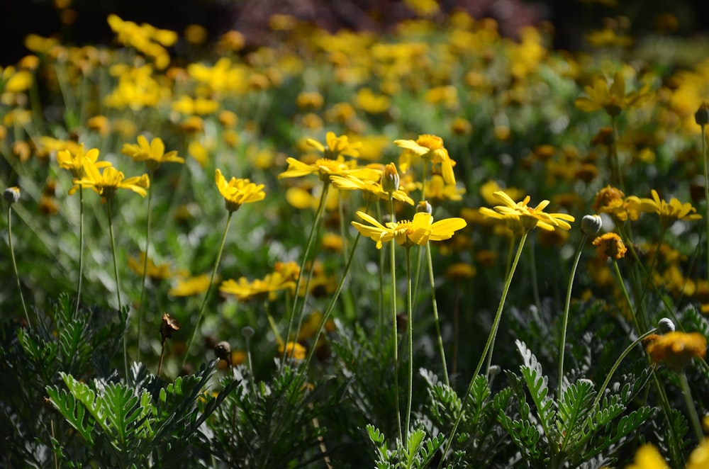 a field of yellow flowers