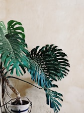 a plant in a pot
