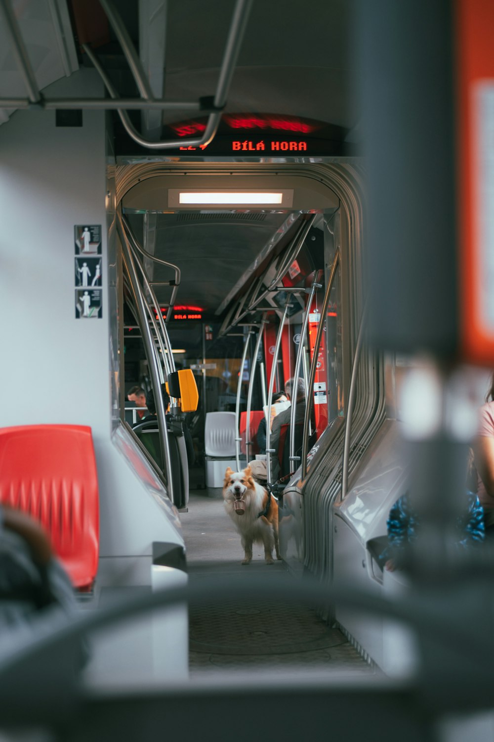 a dog in a bus