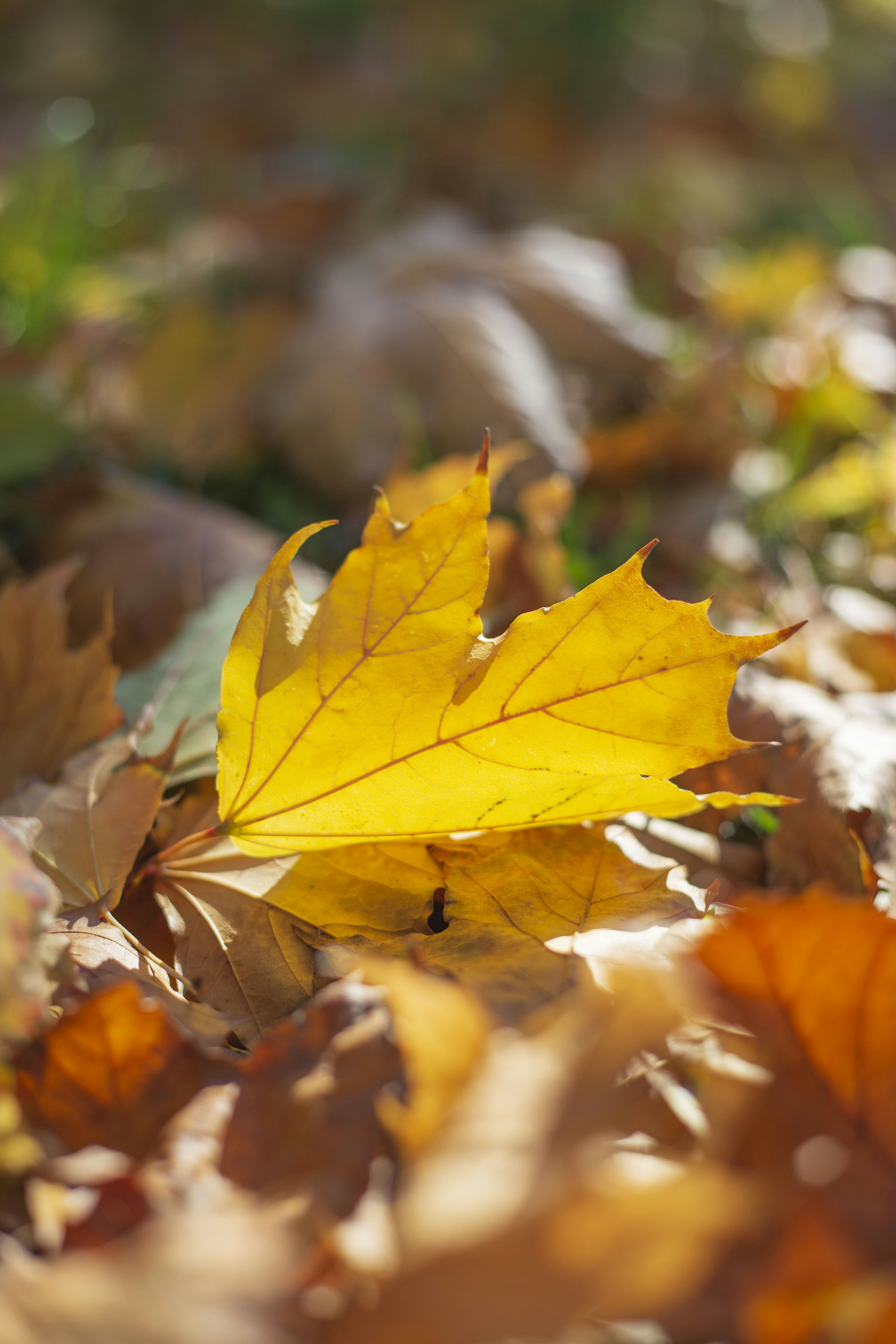 Photo by tomasbartko