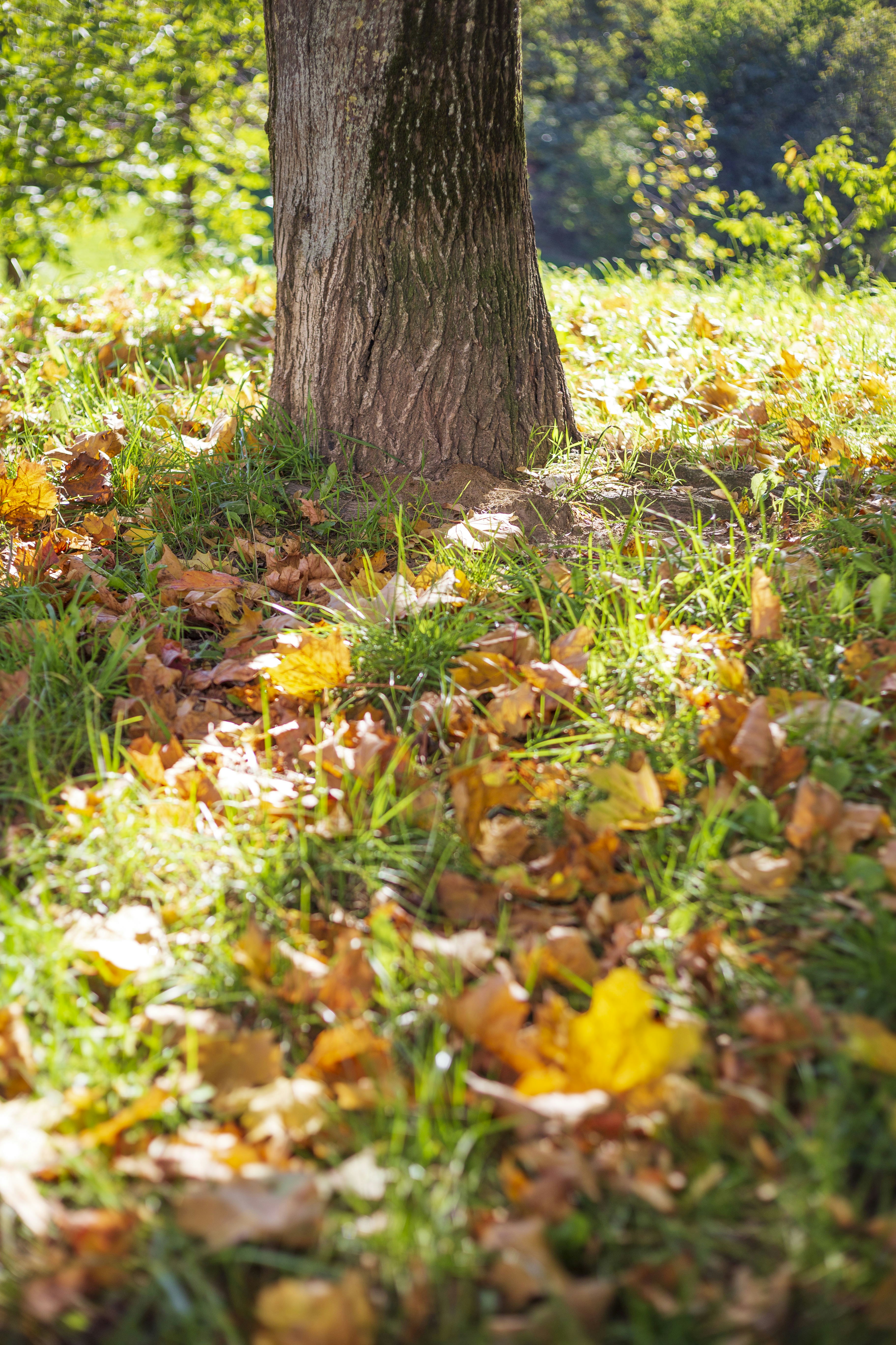 Photo by tomasbartko