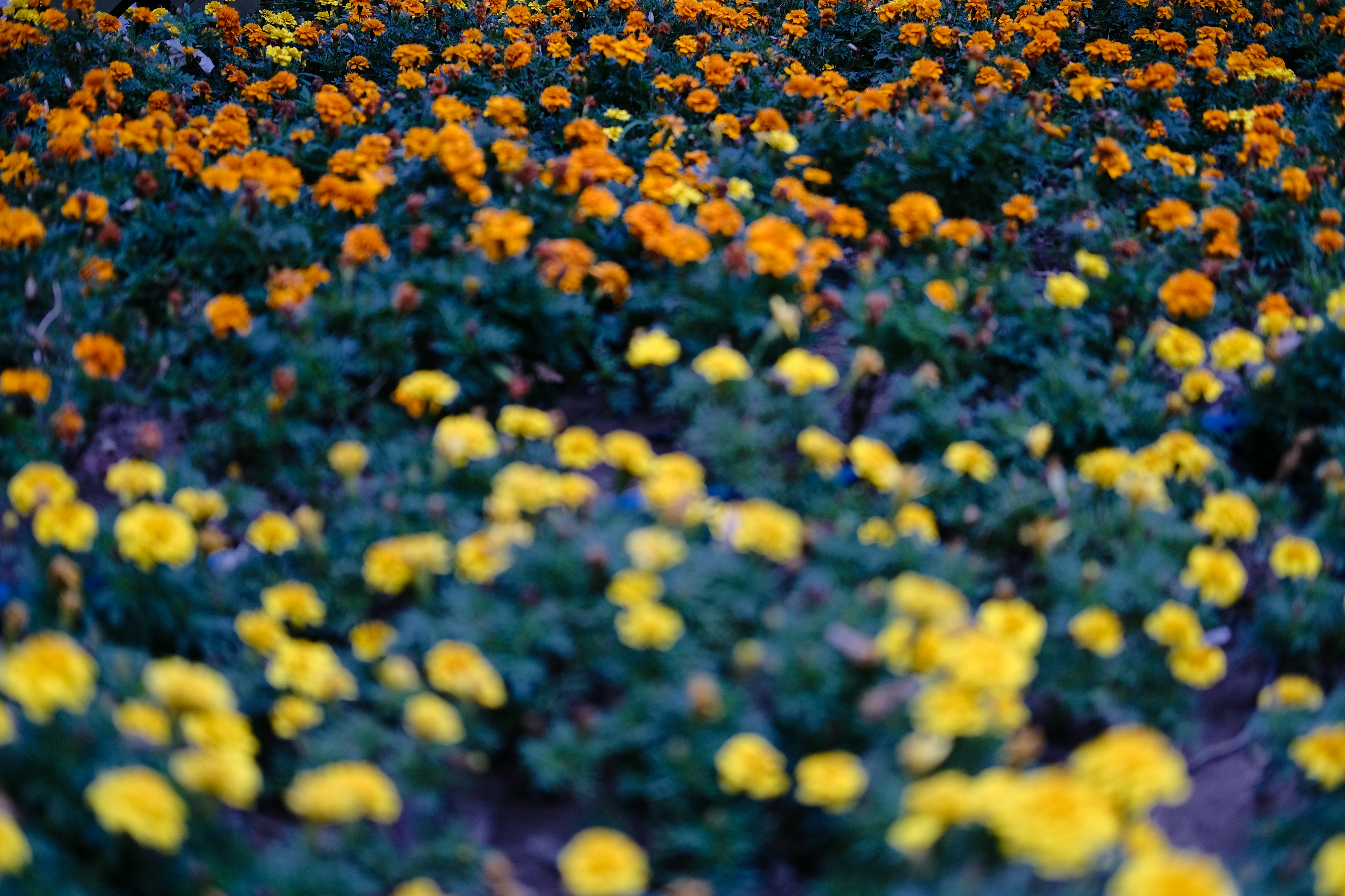 Photo by chriszhang0806