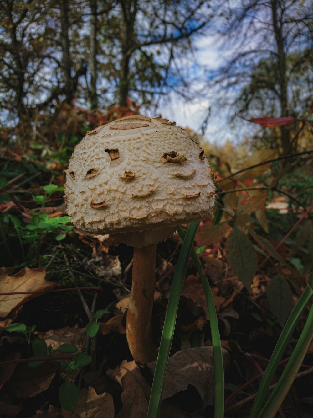 a mushroom growing in the woods