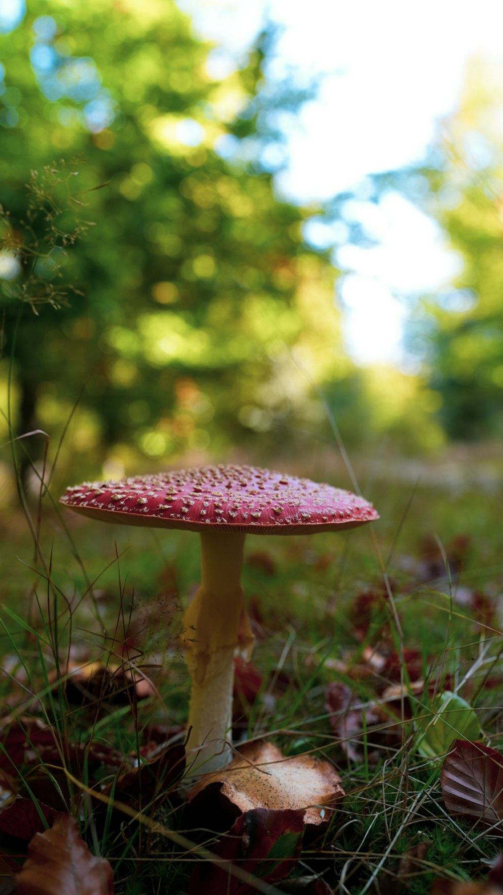 a mushroom growing in the woods