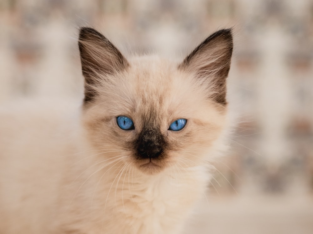 a cat with blue eyes