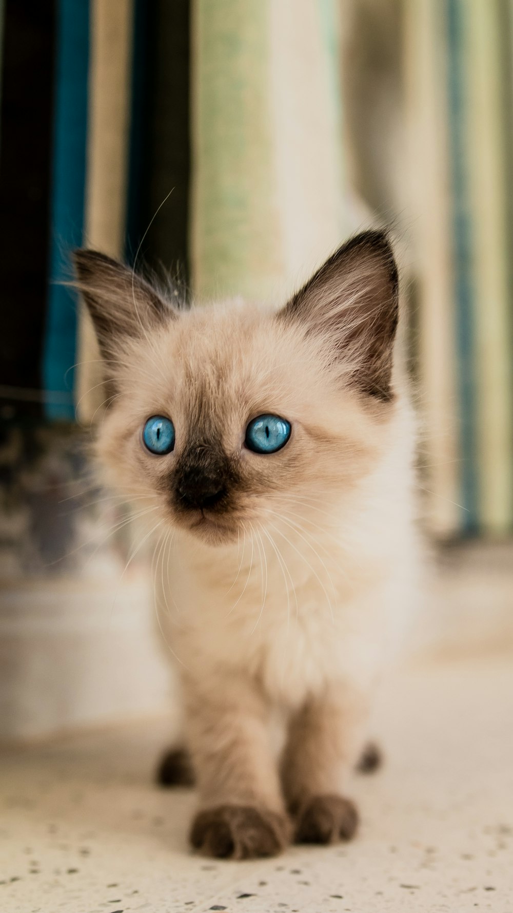 a kitten with blue eyes