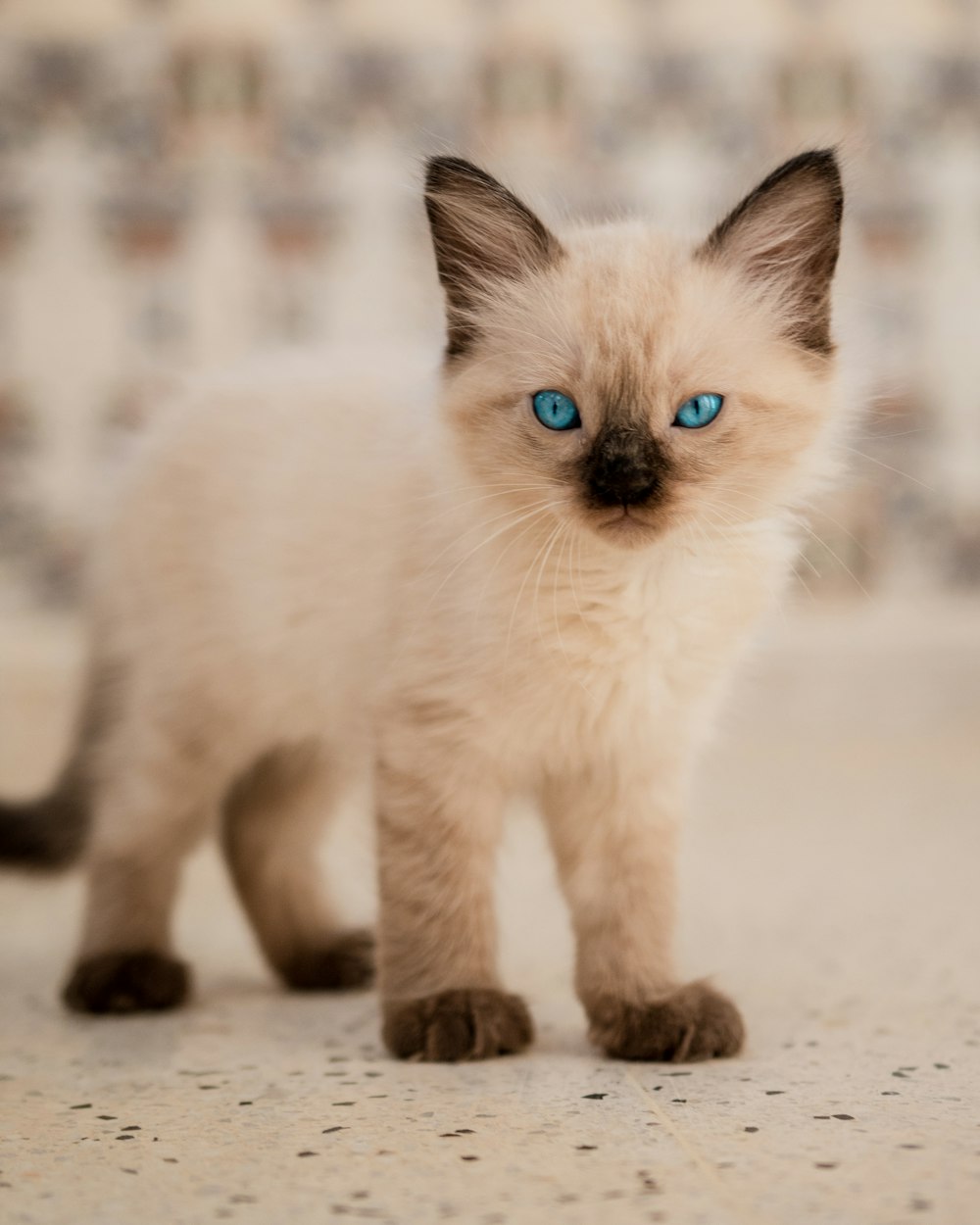 a kitten with blue eyes