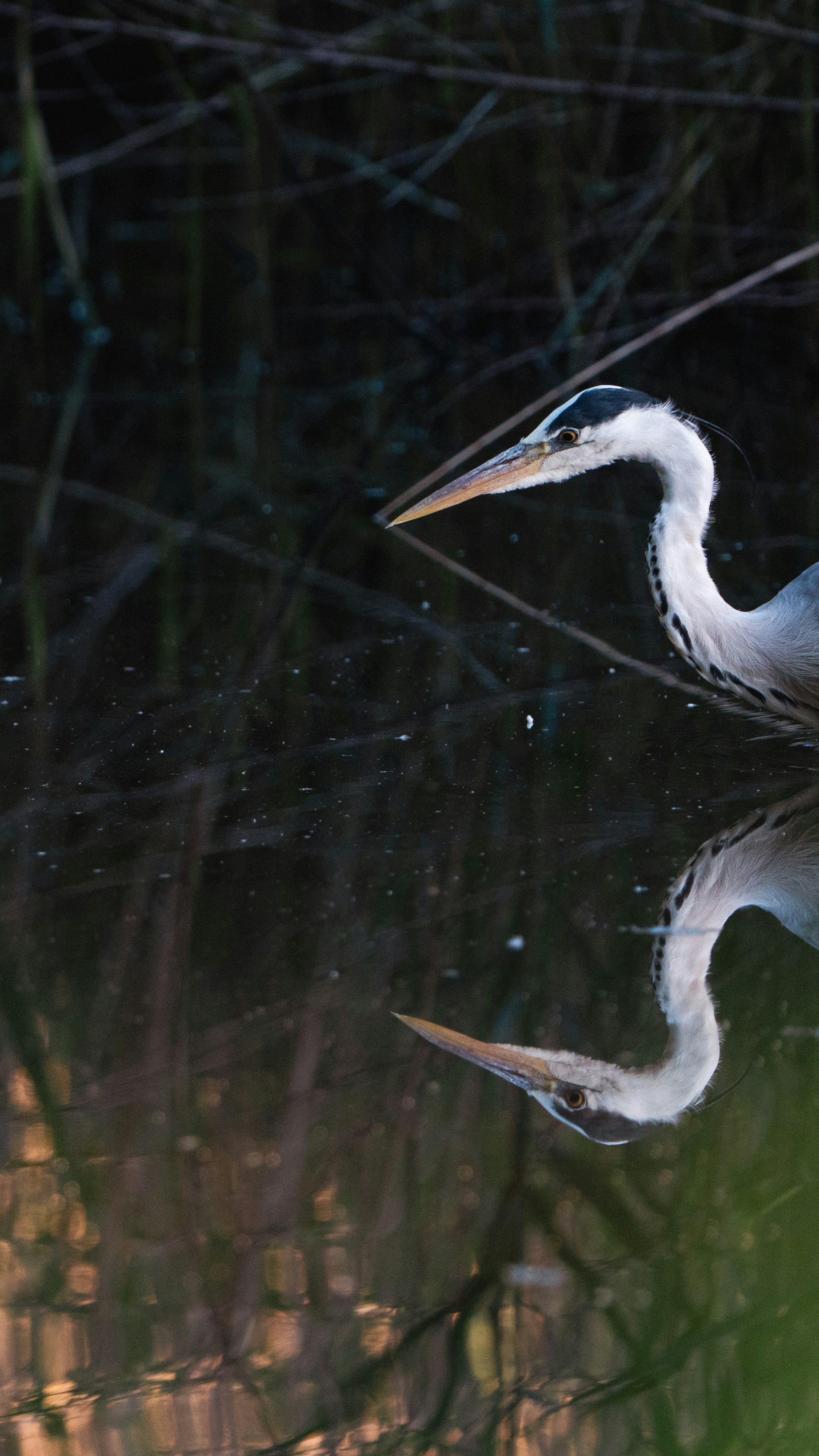 Photo by nielstesselaar
