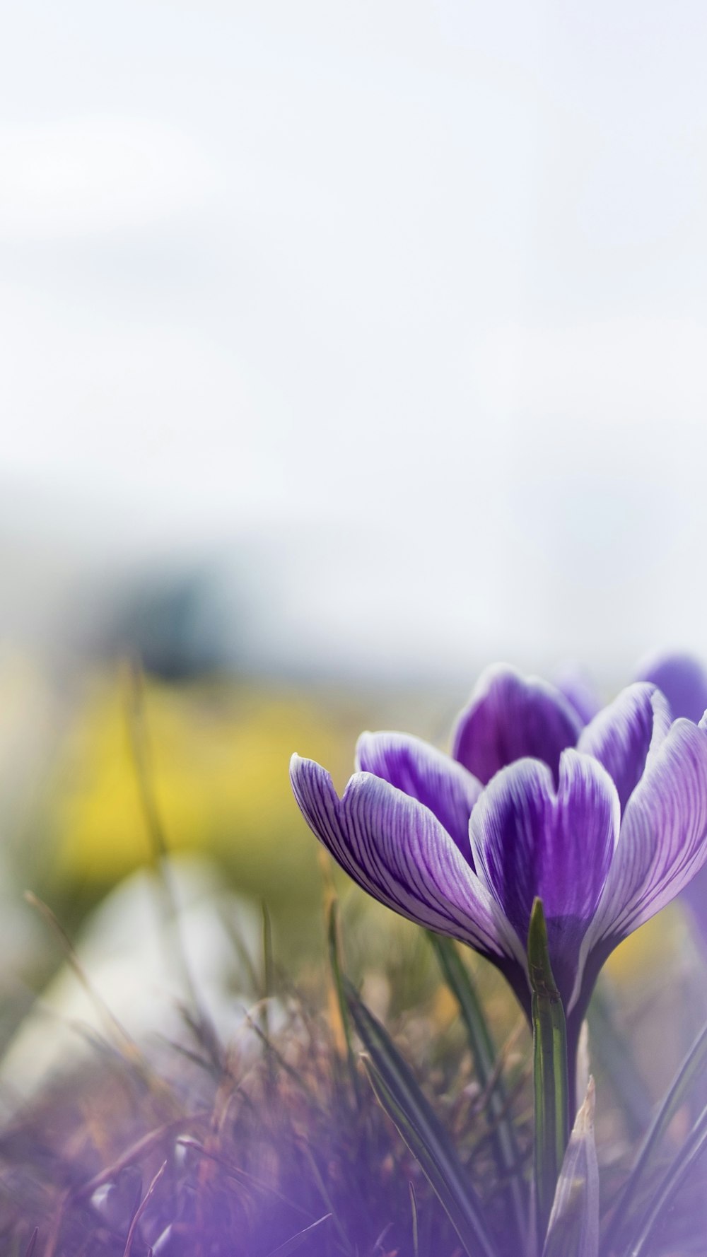 a group of purple flowers