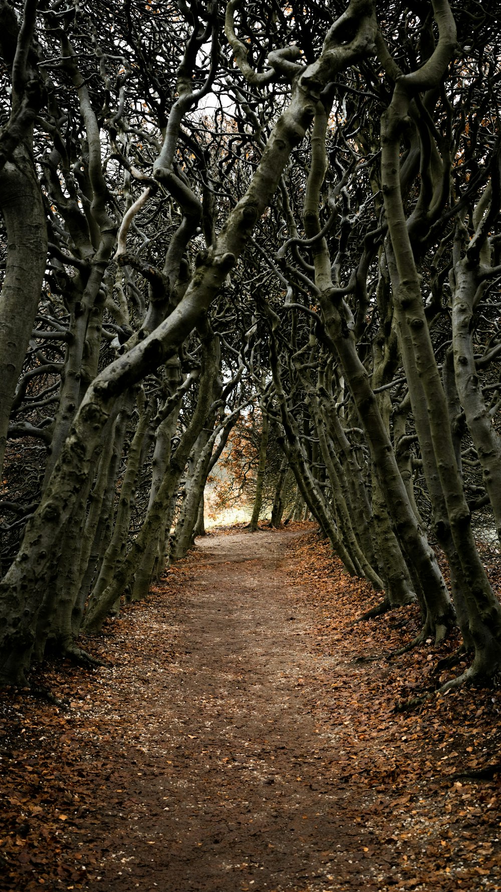 a path with trees on either side