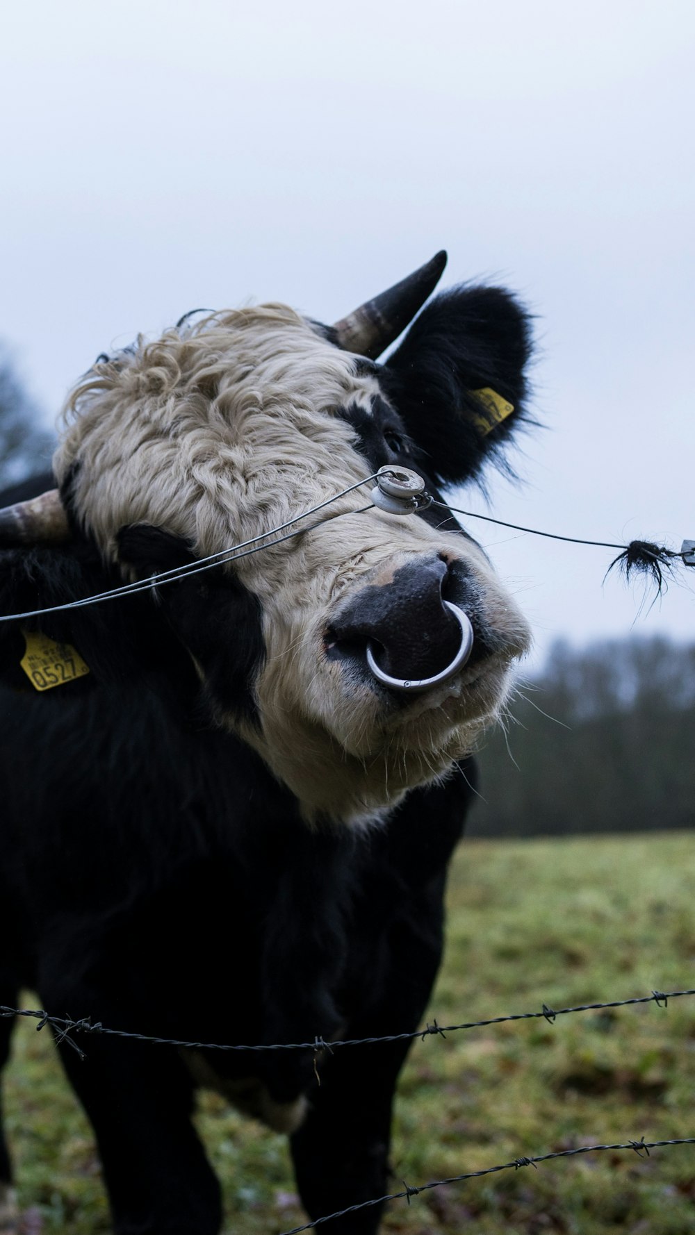 a cow with a yellow tag on its ear