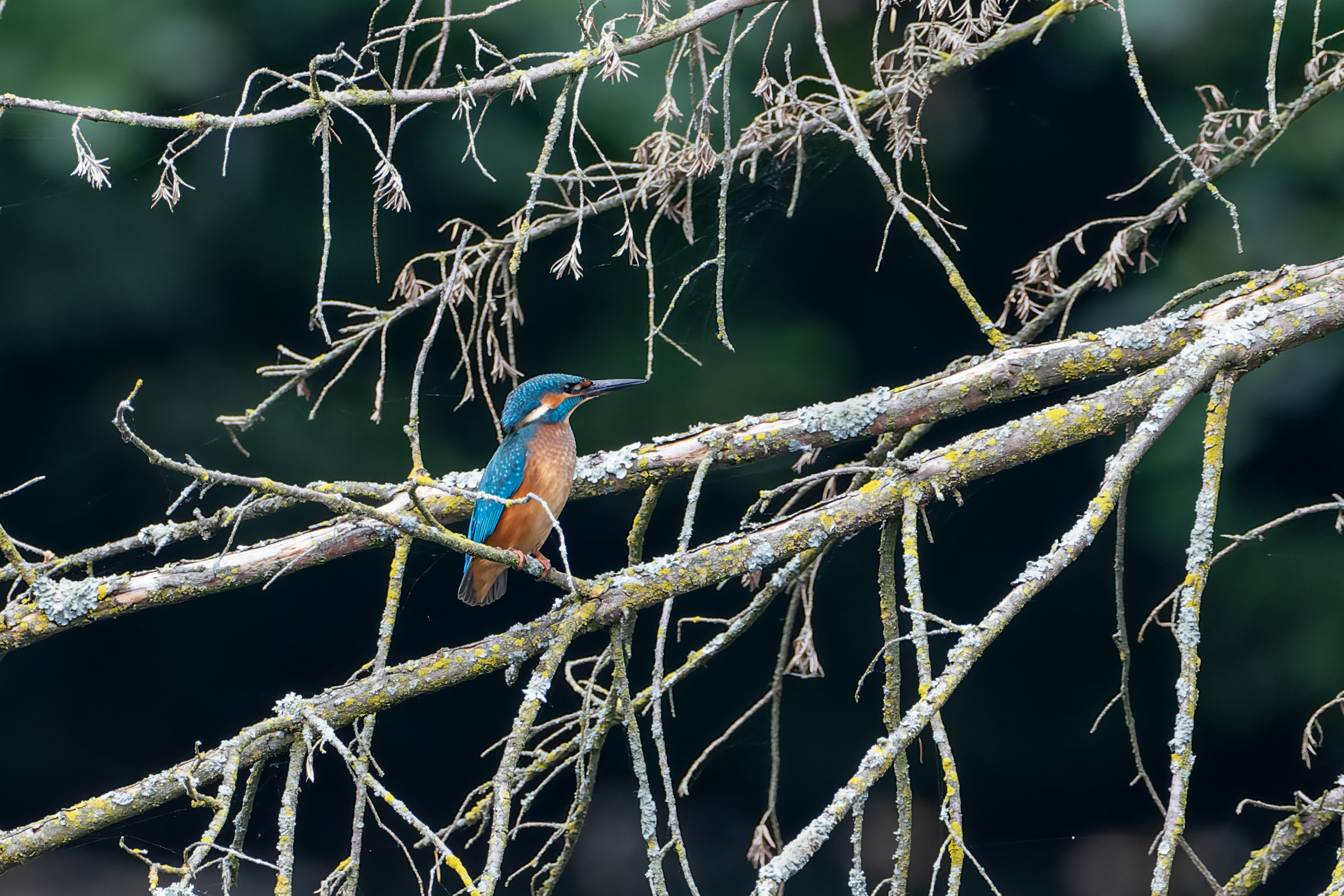 a bird sitting on a tree branch