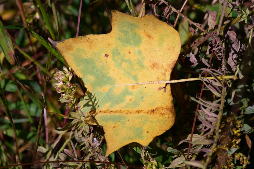 a yellow leaf on a plant