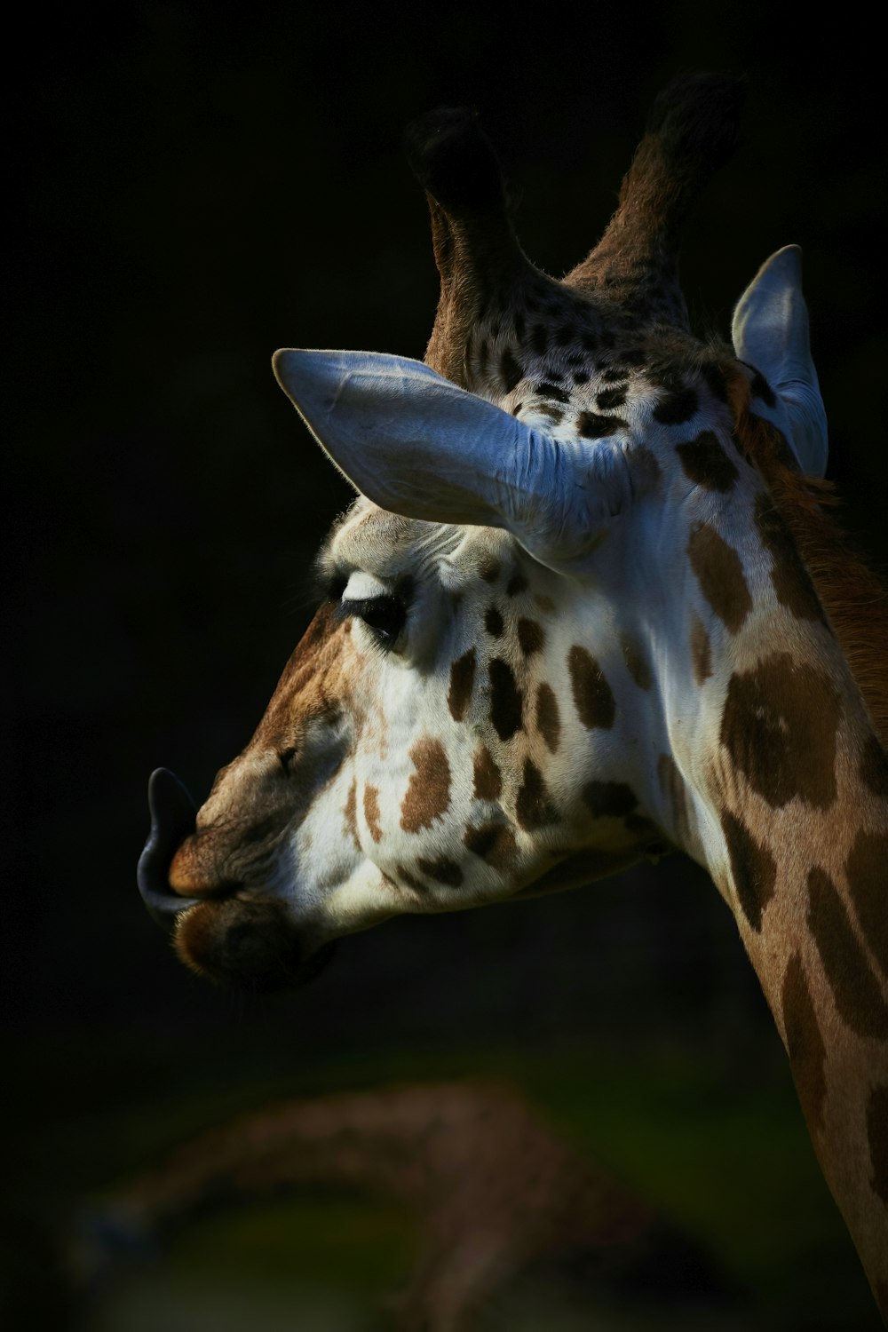 a giraffe with its head over a tree