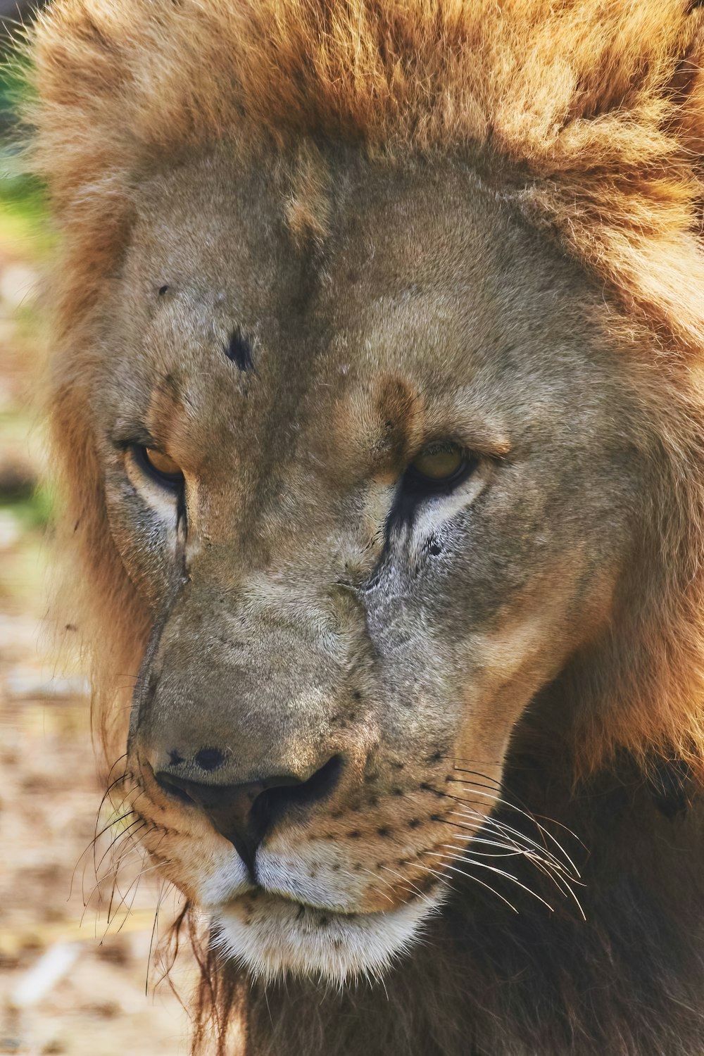 a lion with its mouth open