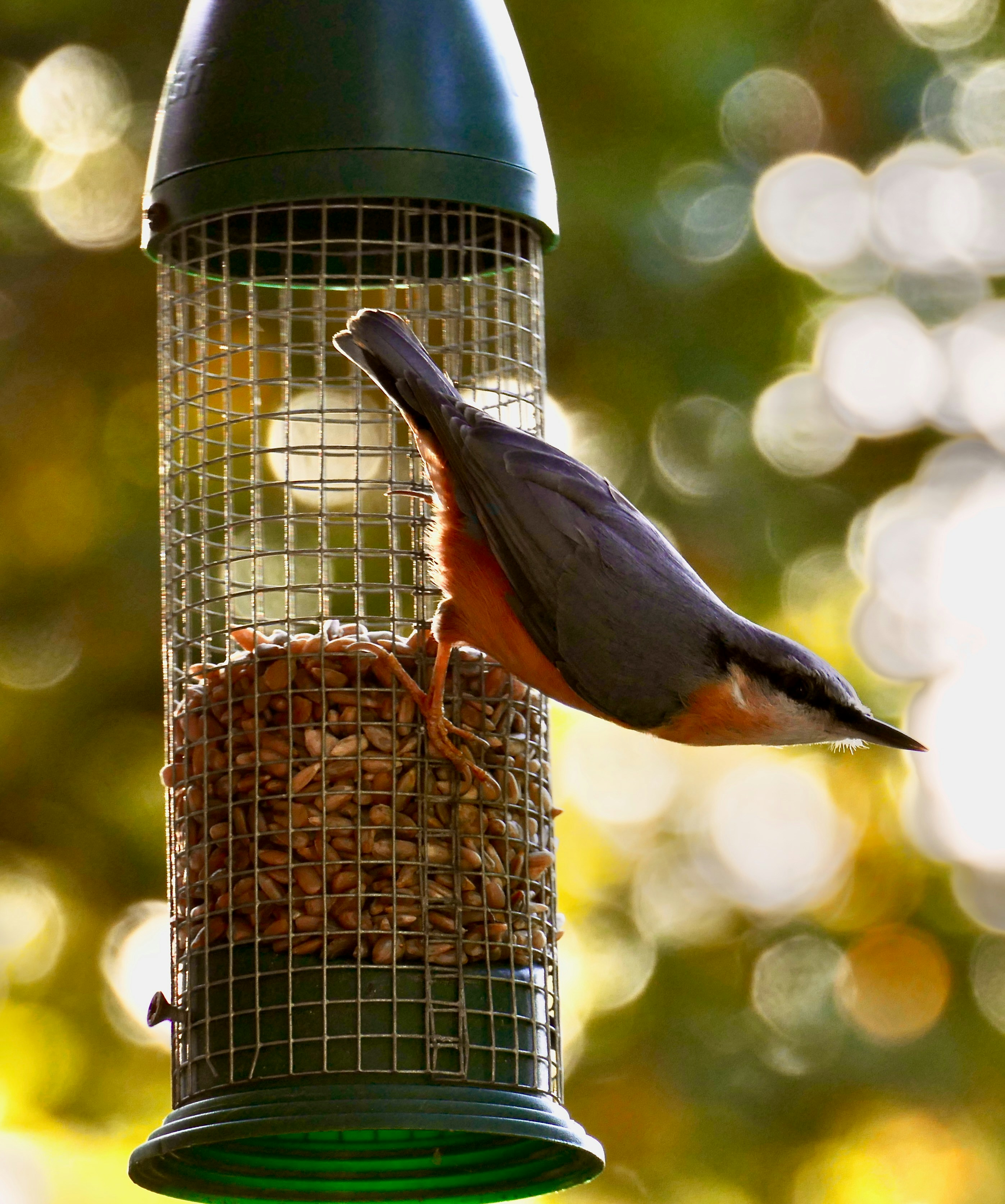 Photo by jonnieturpie