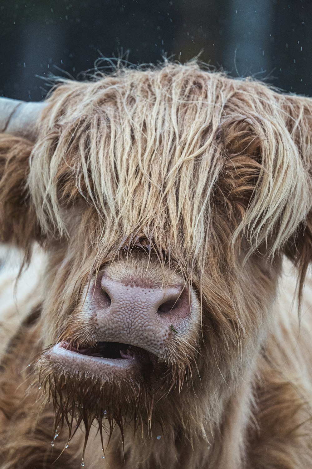 Un cane con la faccia di un uomo