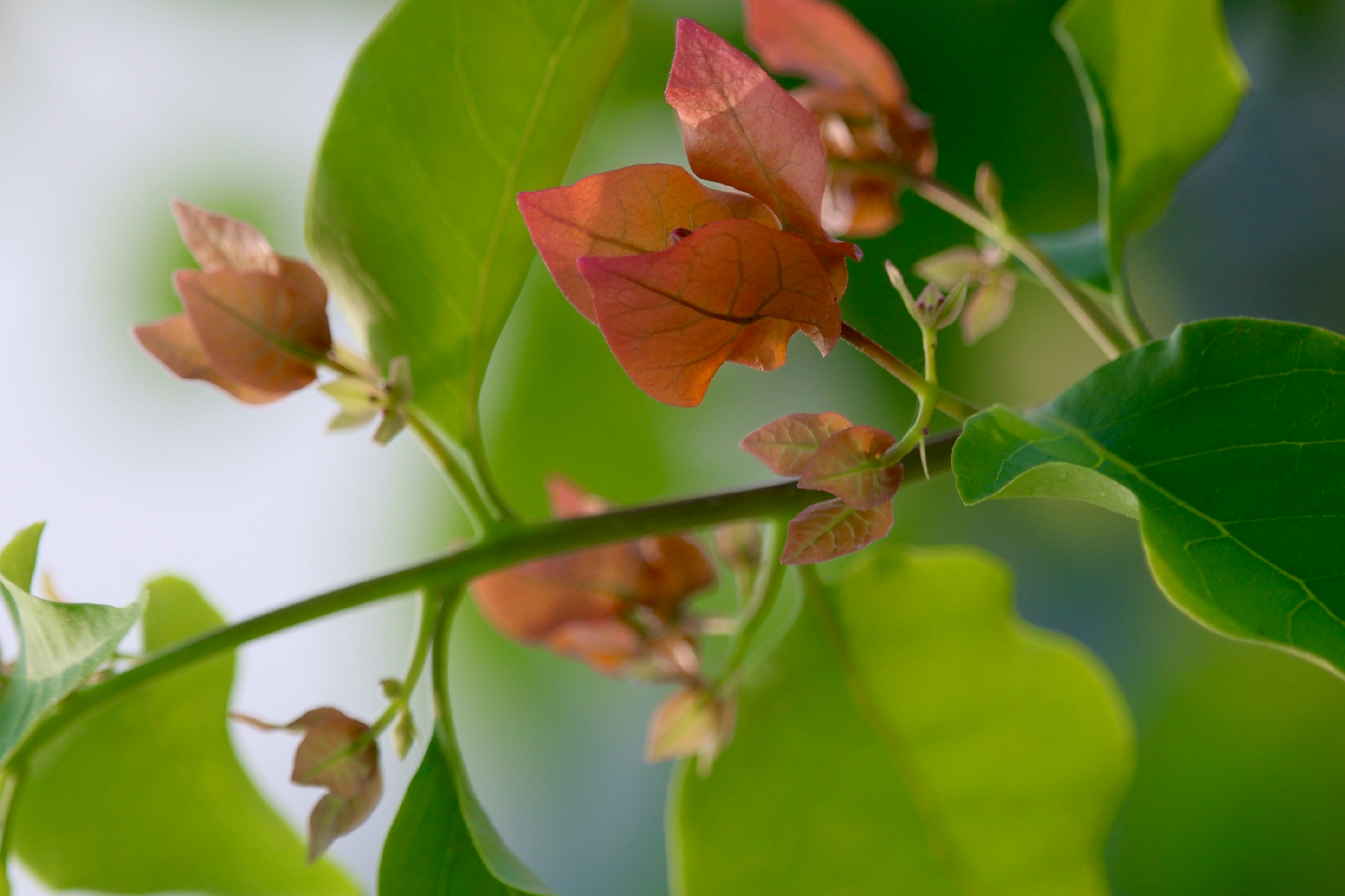 Photo by mamunsrizon